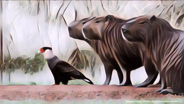 10 Foto Finalis Comedy Wildlife Photography Awards 2019, Super Gemash! (Part 1)