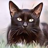 Mitos Kucing Hitam, Benarkah Salalu Mendatangkan Kesialan?