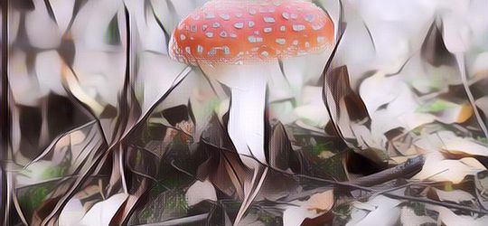 Jenis Jamur Ini Adalah Yang Paling Beracun Di Dunia, Jangan Pernah Memakannya Sedikit Pun!