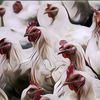 Bahaya Makan Daging Ayam Setengah Matang, Ini Dampaknya Buat Kesehatan