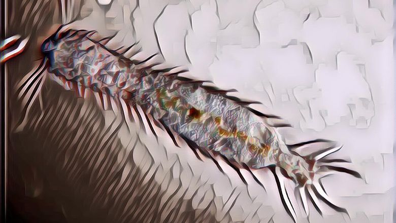 Hewan Dengan Umur Paling Pendek Di Dunia, Cuma Sehari Langsung Mati!