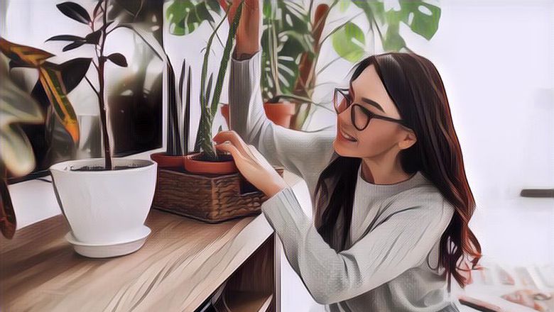 7 Tanaman Hias yang Dipercaya Bisa Bikin Hoki dan Membawa Rezeki Pemiliknya