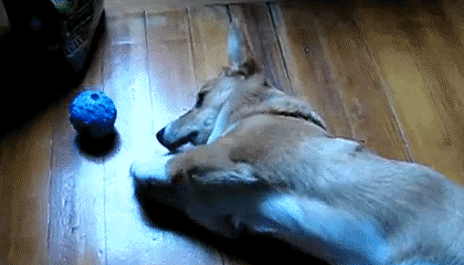 3. Hangat-hangat tahi ayam