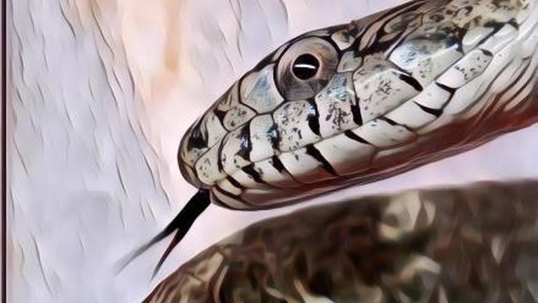 Gak Selalu Buruk, Begini Arti Mimpi Soal Ular dan Ular Berbisa