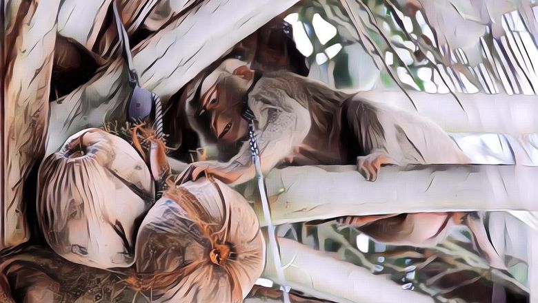 Sekolah Tinggi Ilmu Beruk, Jangan Kalah Pintar!