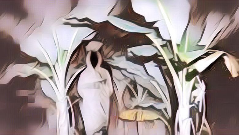 Terpecahkan! Kenapa Pocong Suka Gentayangan di Pohon Pisang