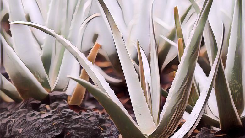 Manfaat dan Cara Membuat Masker Lidah Buaya