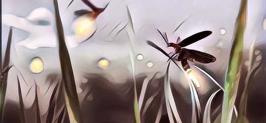 Ternyata Ini Fungsi Cahaya yang Menyala pada Kunang-Kunang, Sudah Tahu Belum?