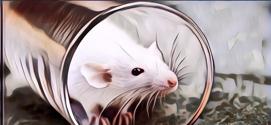 Viral Video Jalan Tikus Dipenuhi Pemotor karena Larangan Mudik, Begini Faktanya