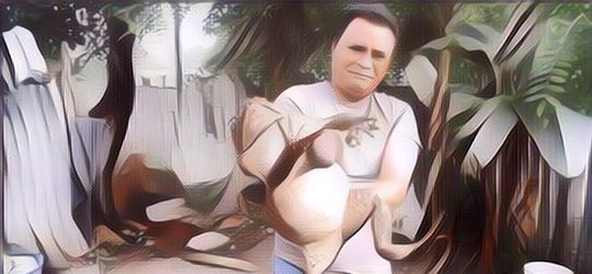 Kenalan dengan Todan, Katak Raksasa Berukuran Bayi Manusia dari Sulawesi Selatan