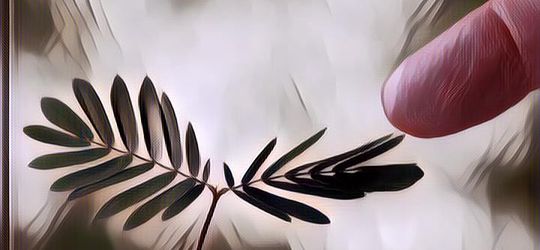 4 Manfaat Daun Saga yang Perlu Diketahui