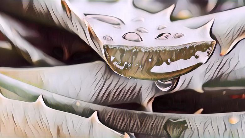 Manfaat Tersembunyi Lidah Buaya, Udah Tahu Belum?