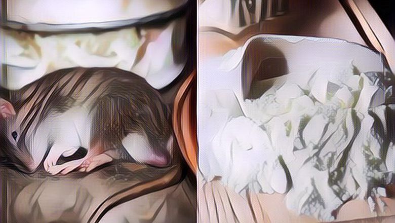 Usir tikus dari rumah dengan bahan kue ini, dijamin ampuh!