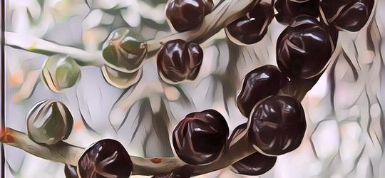 Manfaat Binahong Biji Hitam, Kamu Perlu Tahu