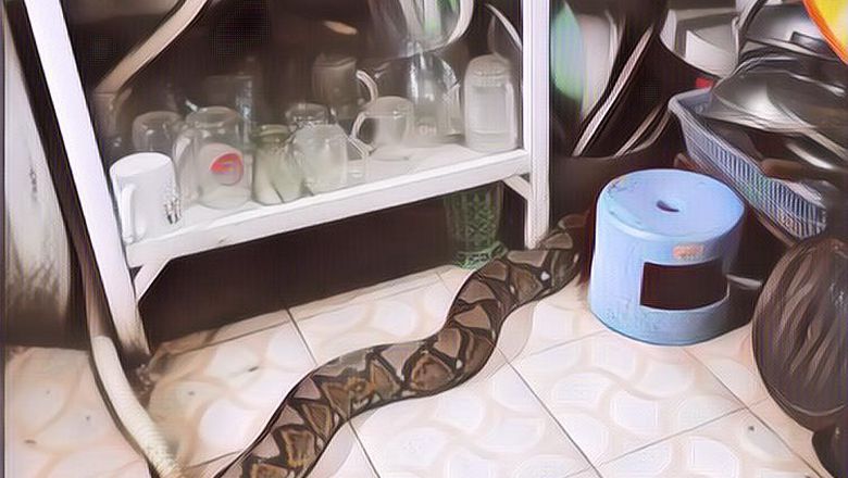 Siap-siap Dompet Jadi Tebal, 5 Hewan Ini Dipercaya Datangkan Rezeki Jika Masuk ke dalam Rumah