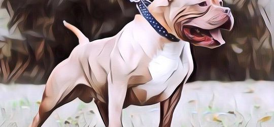 Memilukan! Digigit Anjing 800 Kali, wajah Wanita Ini Sampai Tak Berbentuk