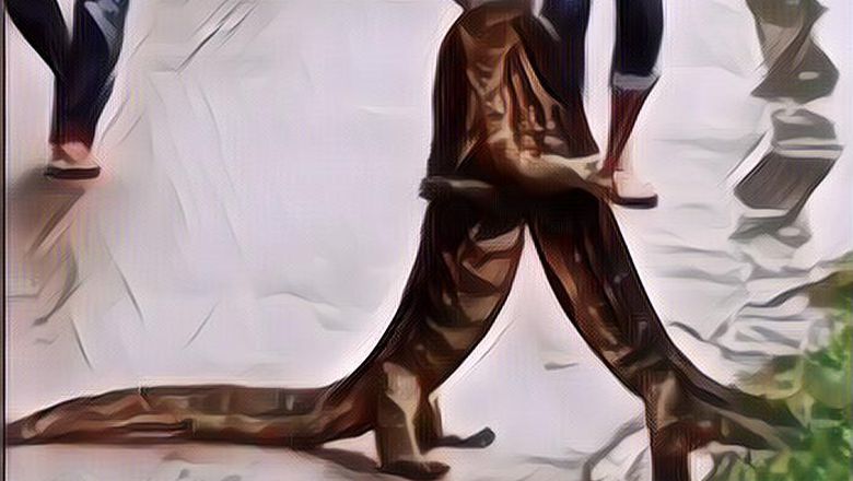 Salah Kaprah! Video Viral Biawak Berpelukan di Jalan Disangka Bercumbu Tapi Boong~