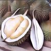 3 Resep Olahan Durian Paling Mantap Yang Cocok Buat Cemilan Sore