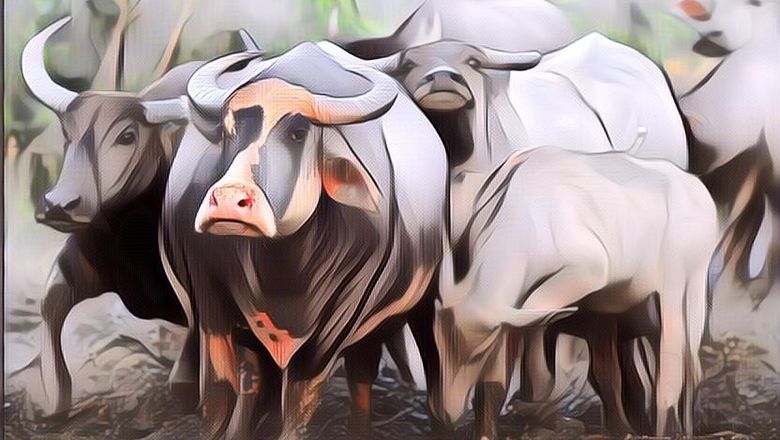 Gokil, Kerbau Seharga Setengah Miliar Ini Dipercaya Bisa Antar Arwah Orang Meninggal ke Surga