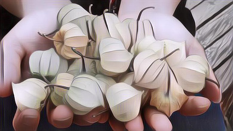 Manfaat Ciplukan Yang Ajaib Untuk Pengobatan, Dan Pastinya Kamu Belum Tahu