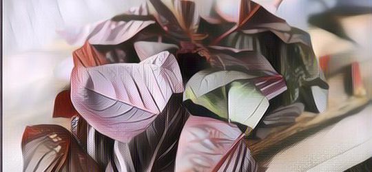 6 Manfaat Bayam Merah yang Bisa Kamu Temukan Bagi Kesehatan Tubuh