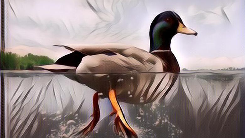 Mengenal Apa Itu 'Duck Syndrome', yang Tanpa Disadari Mungkin Kita Alami