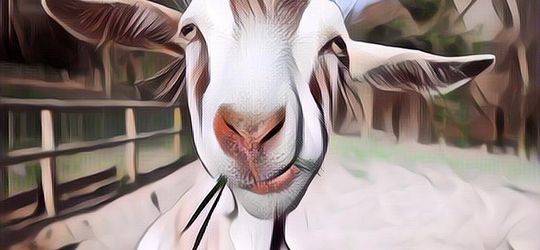 Meme Hewan Kurban Ini Bikin Kamu Ngakak Terus, Liat Deh...