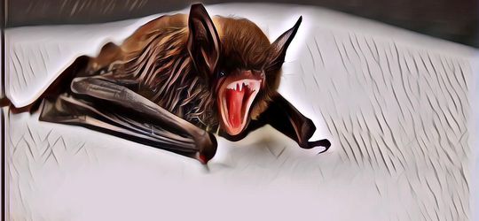 Terungkap! Ternyata Penularan Virus Corona ke Manusia Berasal dari Kelelawar Lewat Hewan Perantara