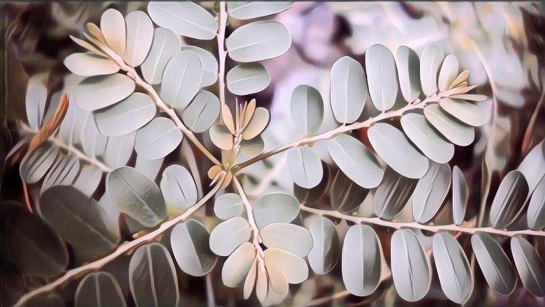 Ternyata Daun Kelor Punya Banyak Khasiat Baik Untuk Kesehatan, Lho!