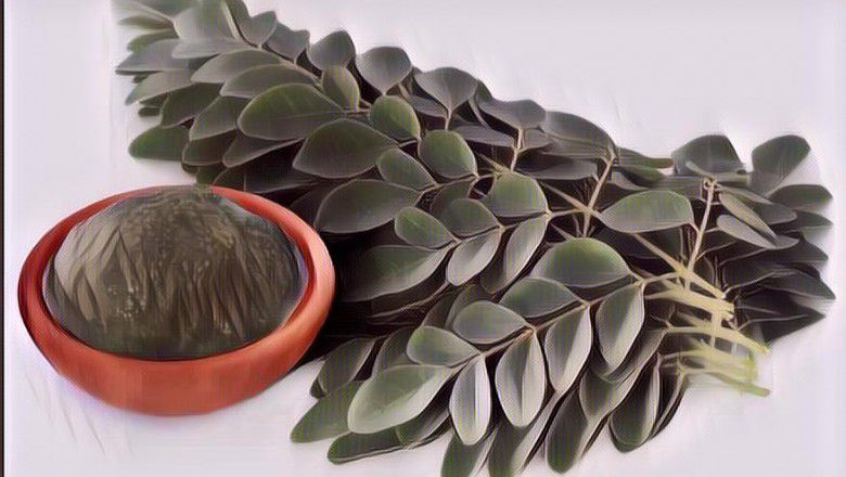 Khasiat Rahasia Daun Kelor Buat yang Mau Sehat