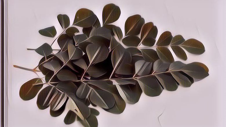 Manfaat Daun Kelor Bagi Kesehatan Tubuh, Efeknya Luar Biasa!