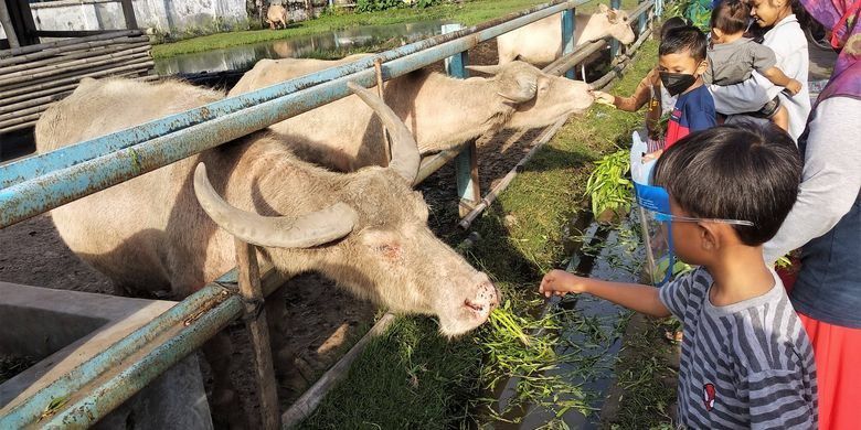 1. Mengunjungi Kerbau Bule