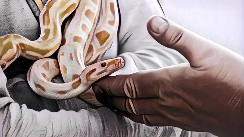 Jangan Dianggap Sepele! Ini Dia 2 Kemungkinan Arti Mimpi Digigit Ular