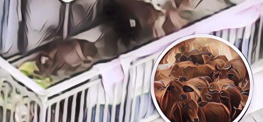 Aneh Tapi Juga Kocak, Penghuni Apartemen Ini Pelihara 7 Sapi di Balkon!