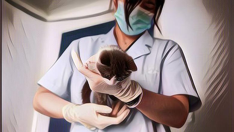 Garlic 2.0, Kucing 491 Milyar Hasil Kloning Ilmuwan China