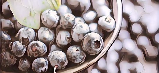 5 Buah Paling Unik Karena Berwarna Biru, Ada Juga yang Langka Gengs