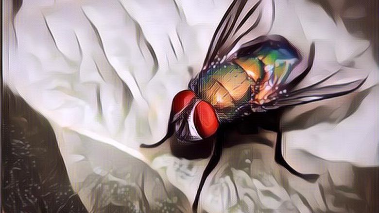 7 Cara Alami Usir Lalat di Rumahmu, Bonus Aroma Sedap!