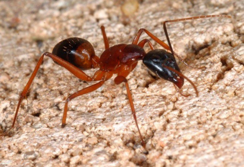 1. Red fire ant