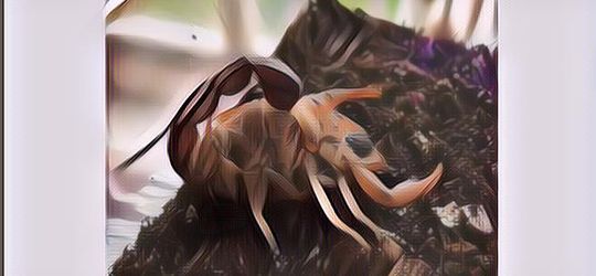 Kalajengking Berwarna Biru dan Ungu, Beneran Ada?