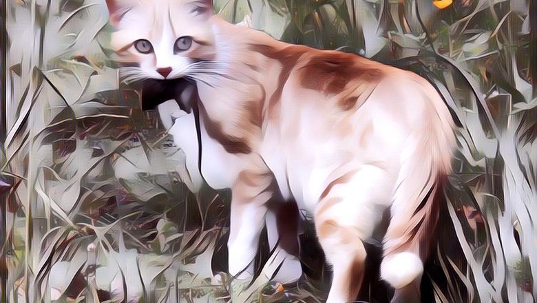 Waspadai Toxoplasmosis Bagi Para Mama Baru Pecinta Kucing