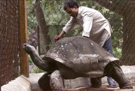 #5 Kura-kura raksasa