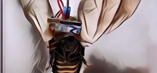 CANGGIH! Kecoa Cyborg Ini Bisa Bantu Manusia Cari Korban Gempa Bumi