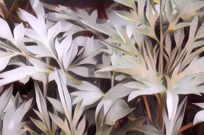 Punya Cita Rasa Unik, Berikut Kandungan Nutrisi Sayur Kenikir