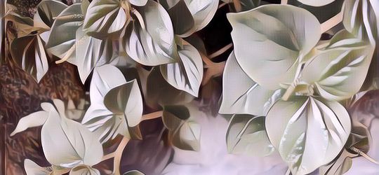 Kegunaan Daun Sirih Cina, Banyak Yang Ngira Rumput Loh, Eh Ternyata Berkhasiat