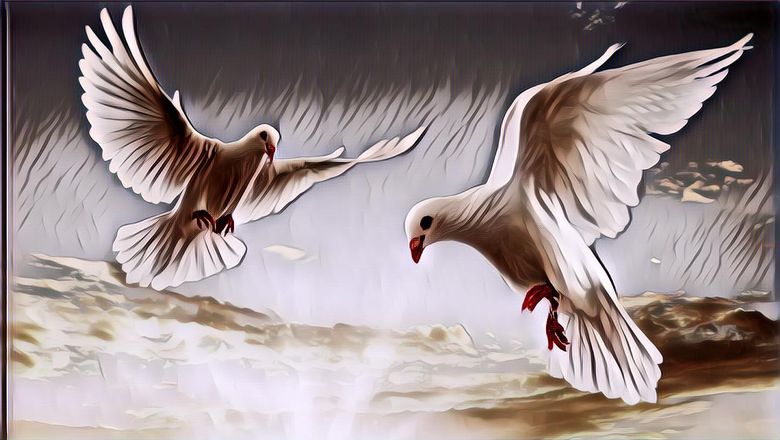 Bikin Haru! Makam Dikerumuni Ratusan Merpati, Perempuan Ini Ceritakan Kisah Hidup Ayahnya