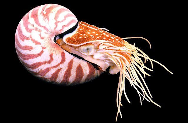 3. Nautilus