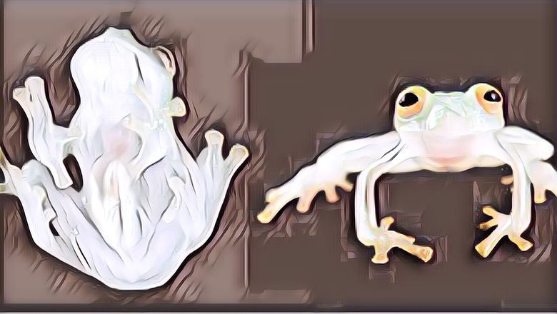 4 Hewan Aneh Hasil Evolusi