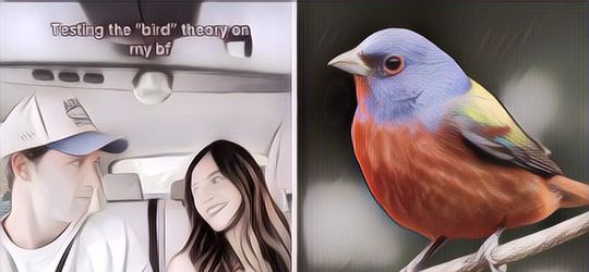 Lagi Viral di TikTok, Begini Cara Cek Hubungan dengan Pasangan Pakai Bird Theory