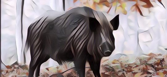 Babi Hutan Asal Indonesia Serbu Malaysia