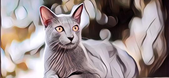 Wow, Kucing Ras Busok Asli Madura Kini Telah Diakui di Dunia, Ras Apa Sih Itu?